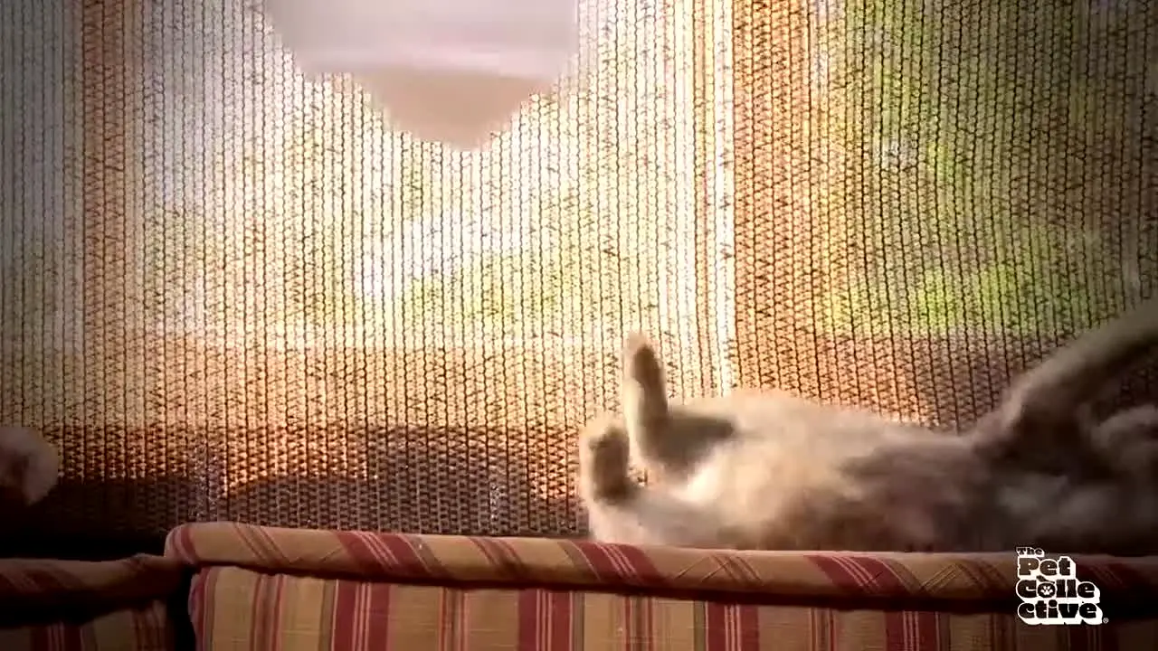 The Pet Collective live