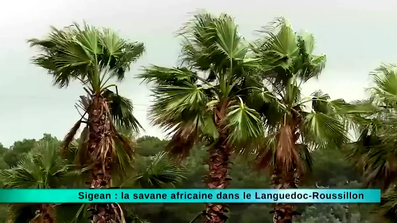 Les Secrets de Nos Régions live