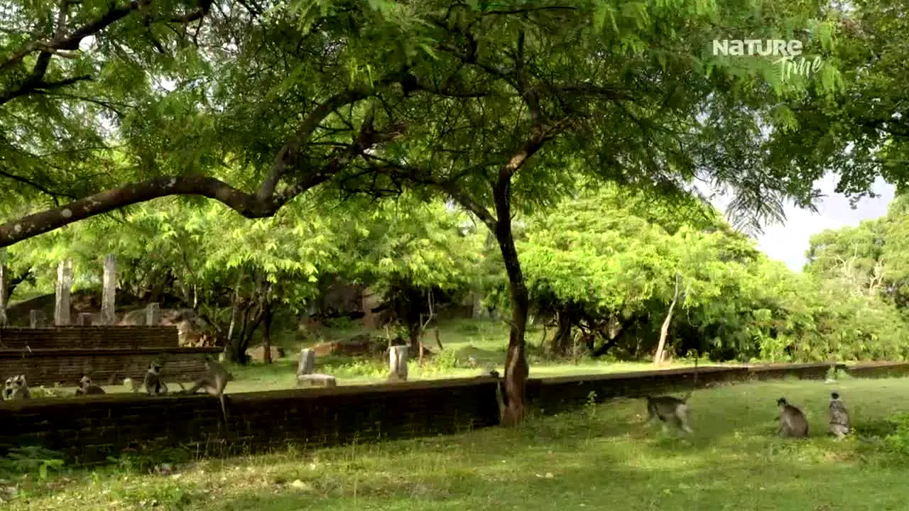 Nature Time live
