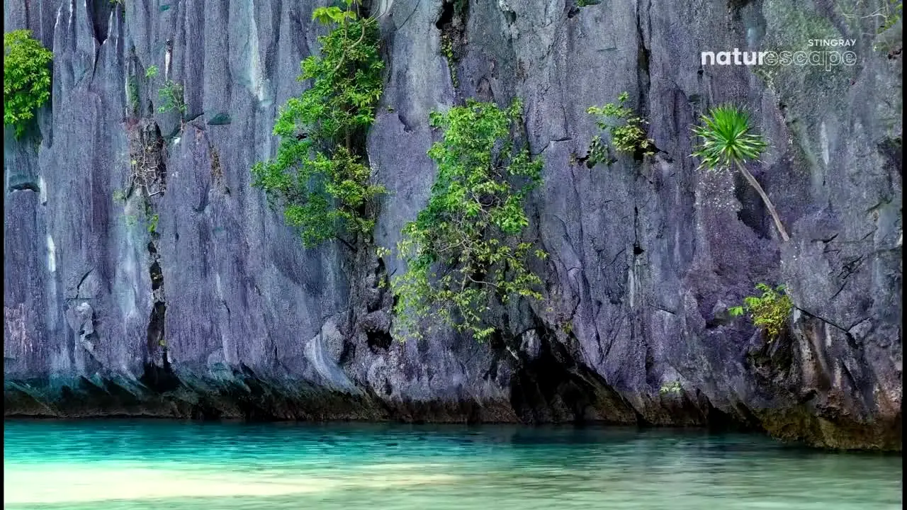 Stingray Naturescape ao vivo