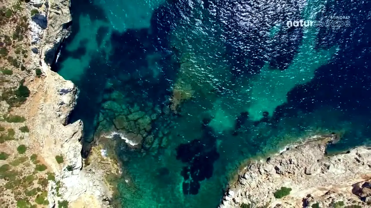 Stingray Naturescape en vivo