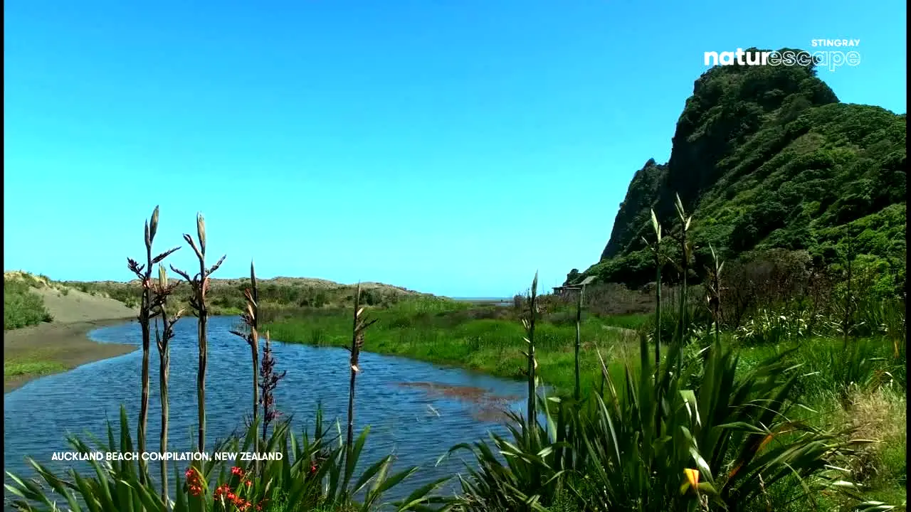 Stingray Naturescape live
