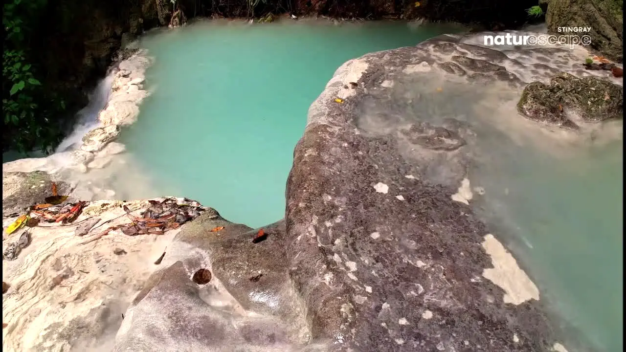 Stingray Naturescape live
