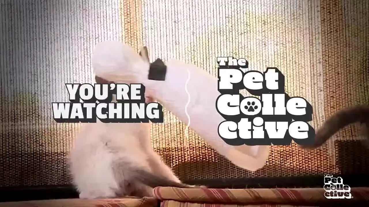 The Pet Collective live
