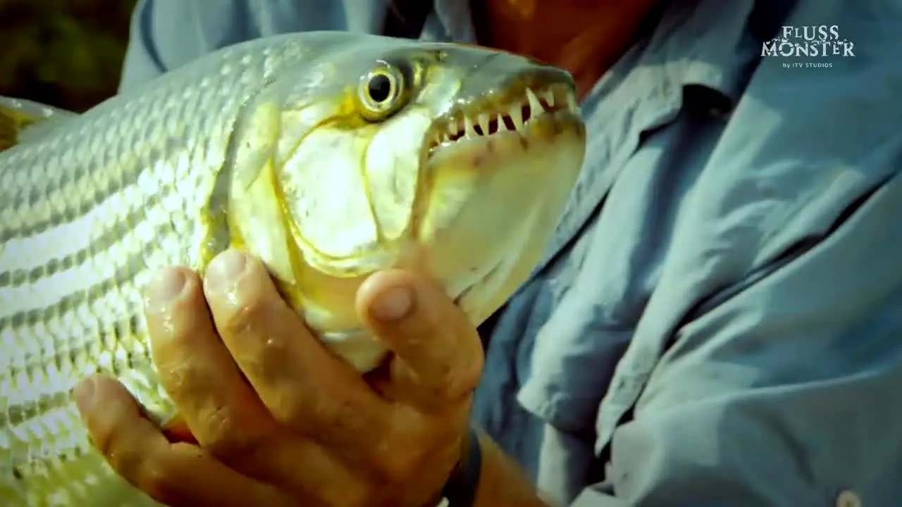 Fluss-Monster ao vivo