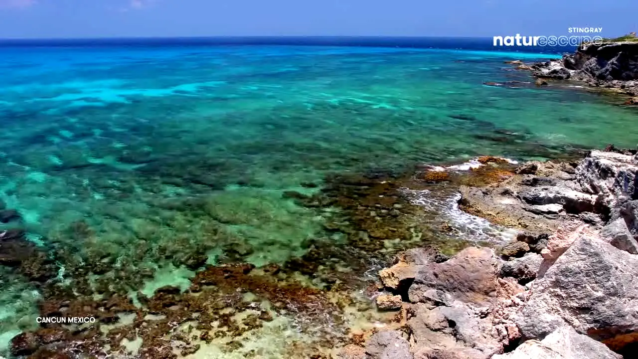 Stingray Naturescape en vivo