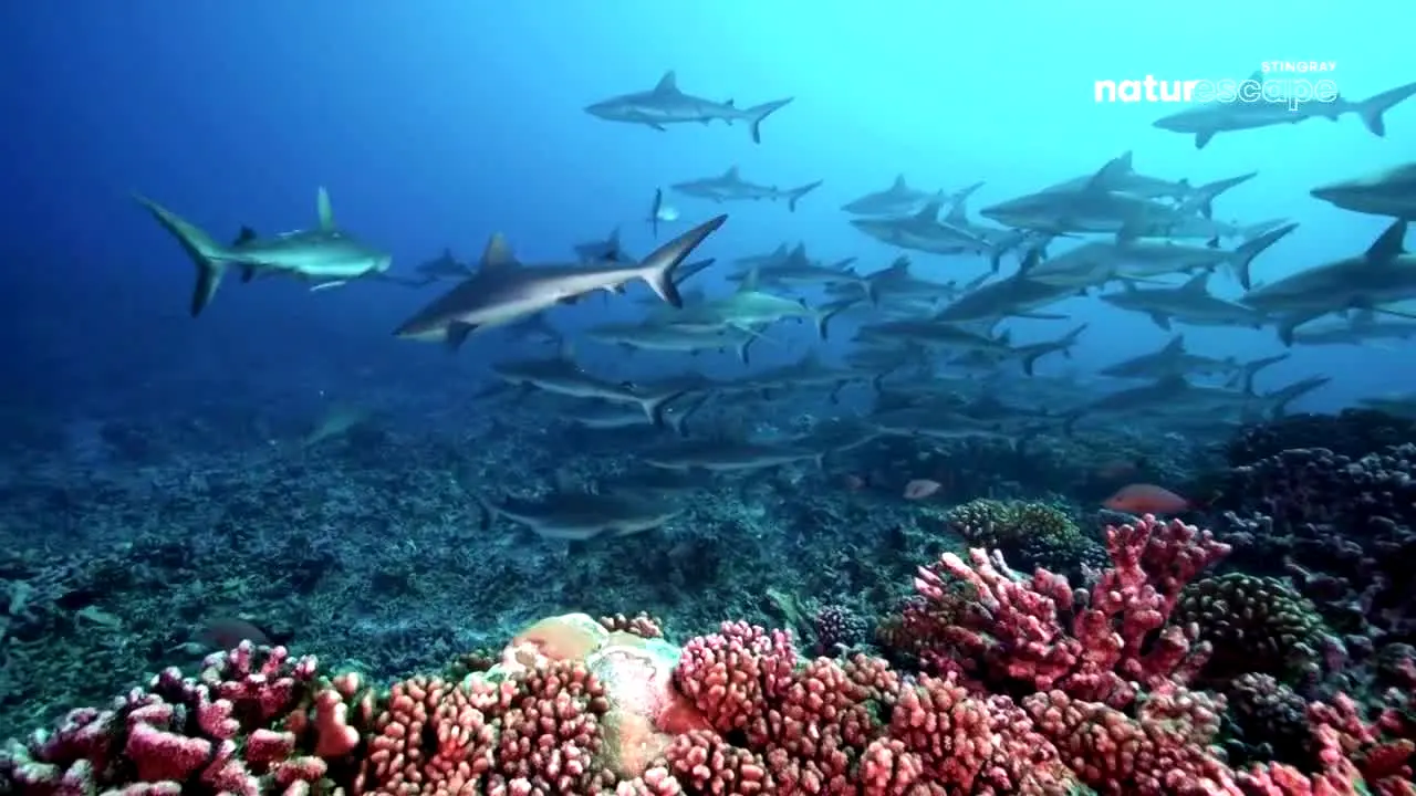 Stingray Naturescape ao vivo
