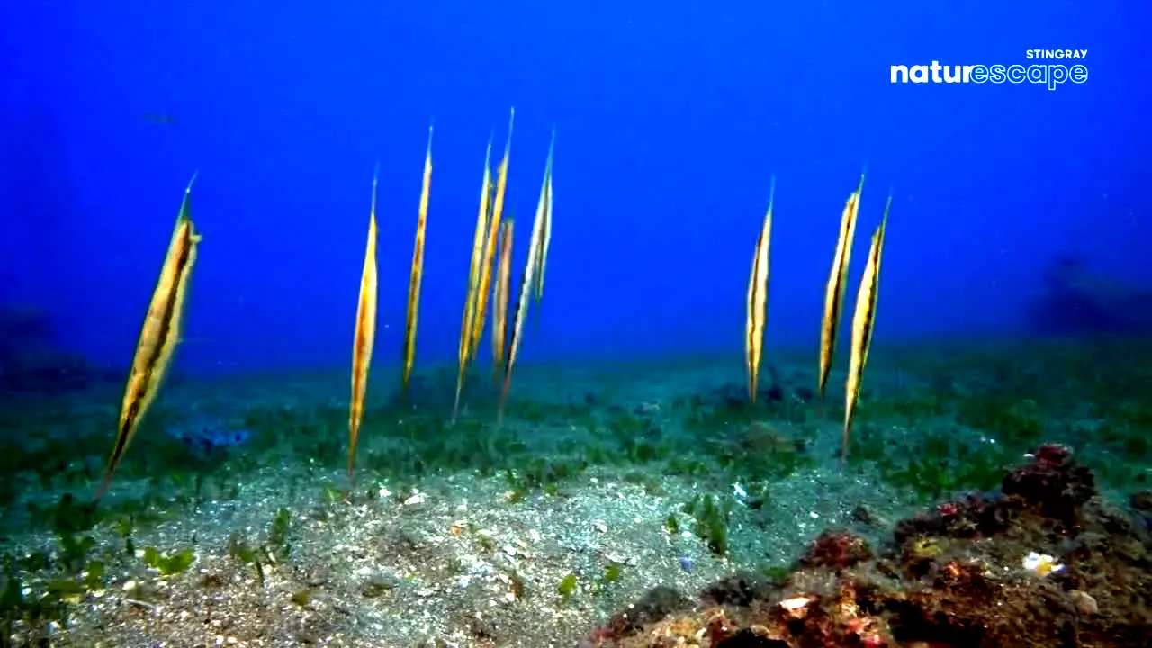 Stingray Naturescape — прямой эфир