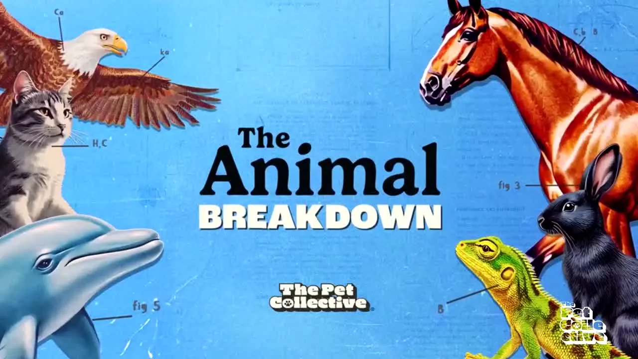 The Pet Collective in diretta