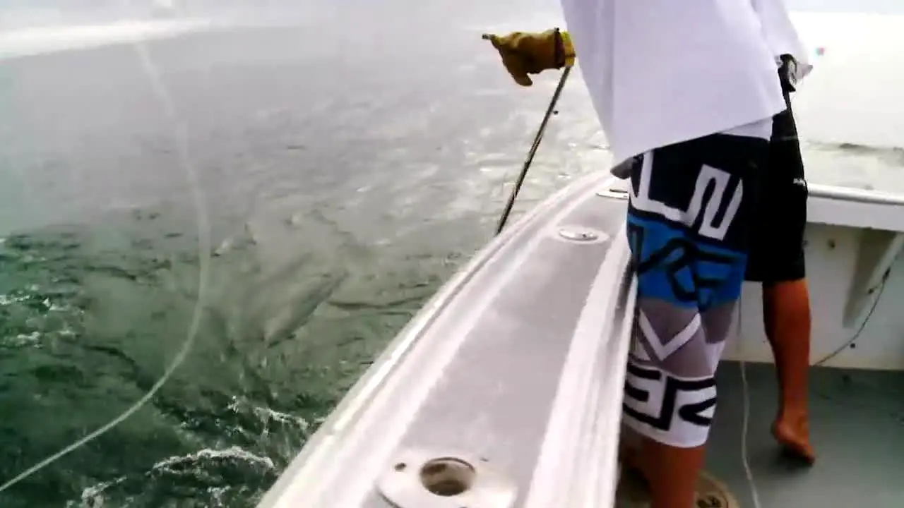 Wicked Tuna live