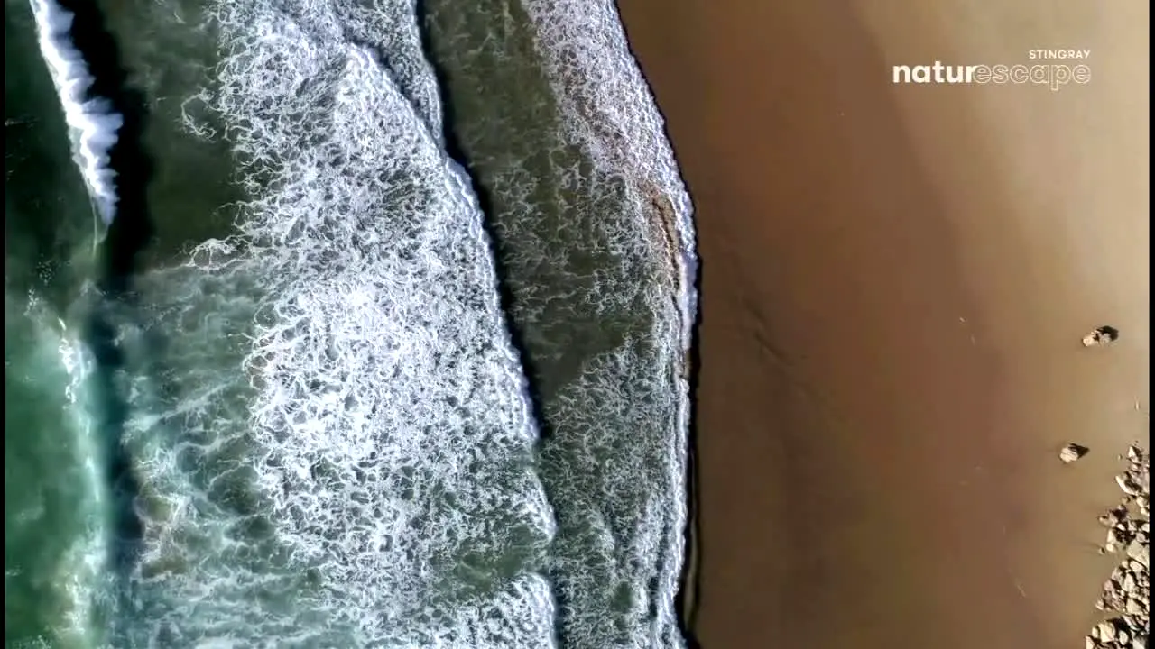 Stingray Naturescape live