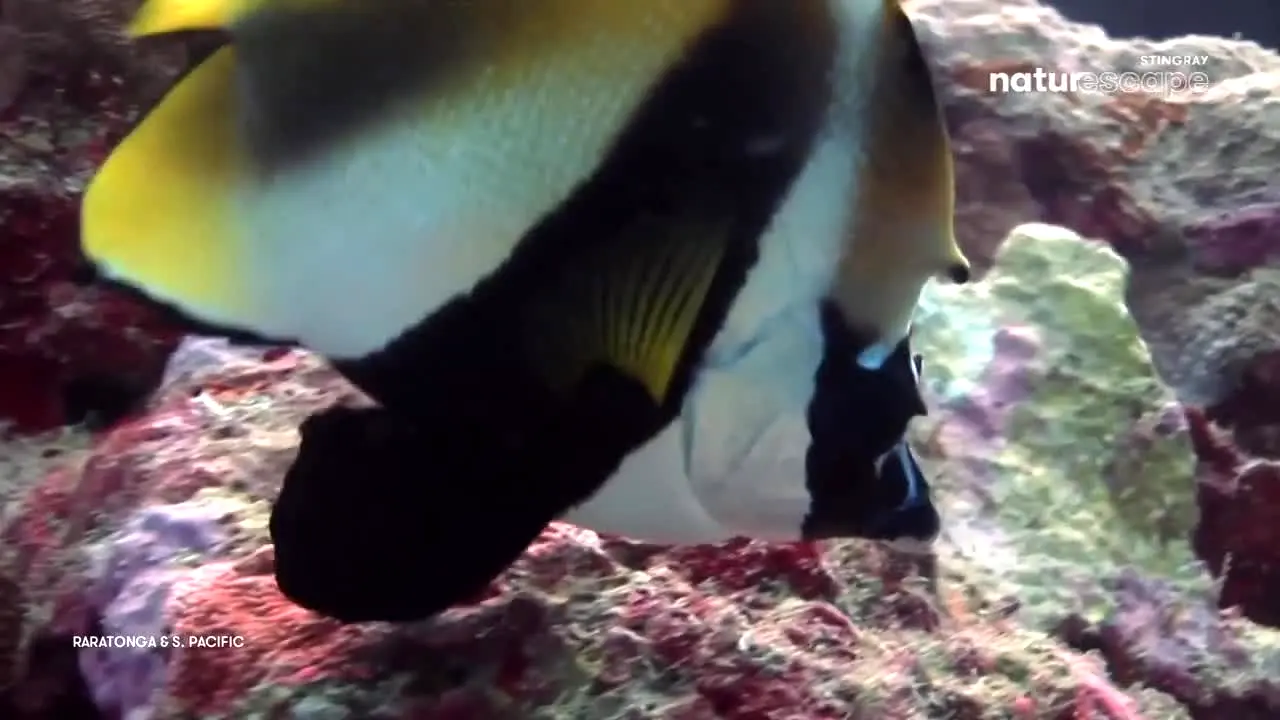 Stingray Naturescape en vivo