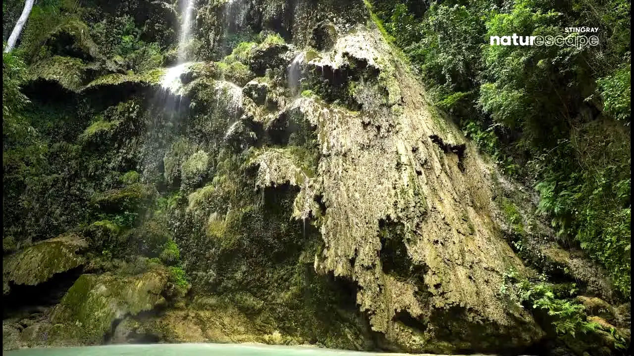 Stingray Naturescape live