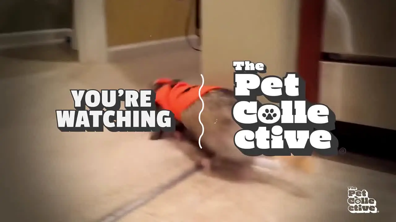 The Pet Collective live