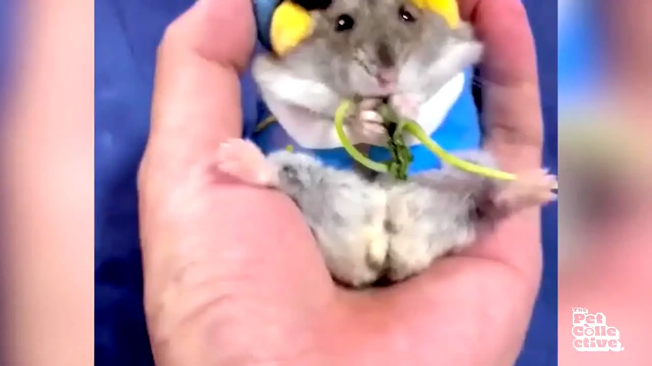 The Pet Collective live