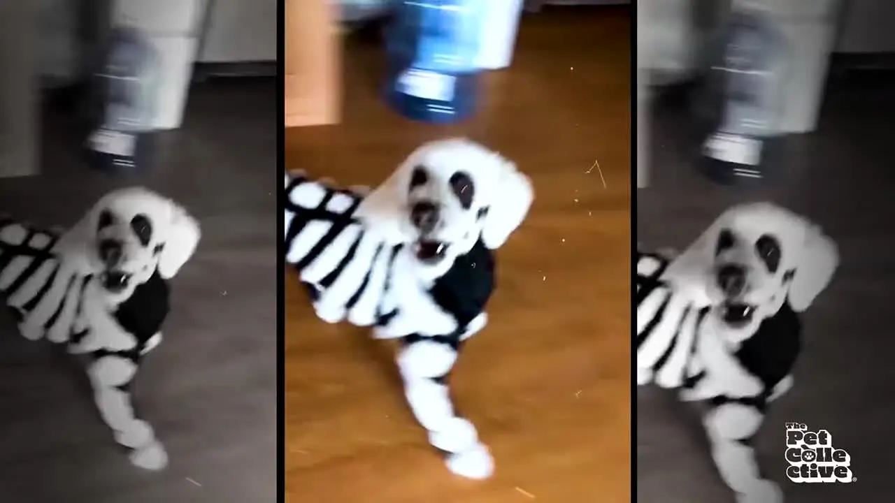 The Pet Collective live