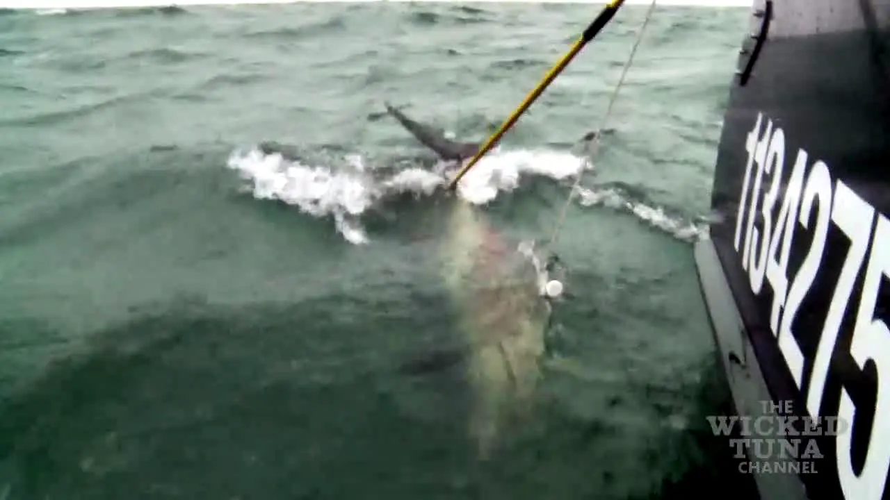 Wicked Tuna live