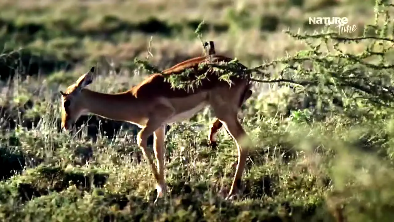 Nature Time in diretta