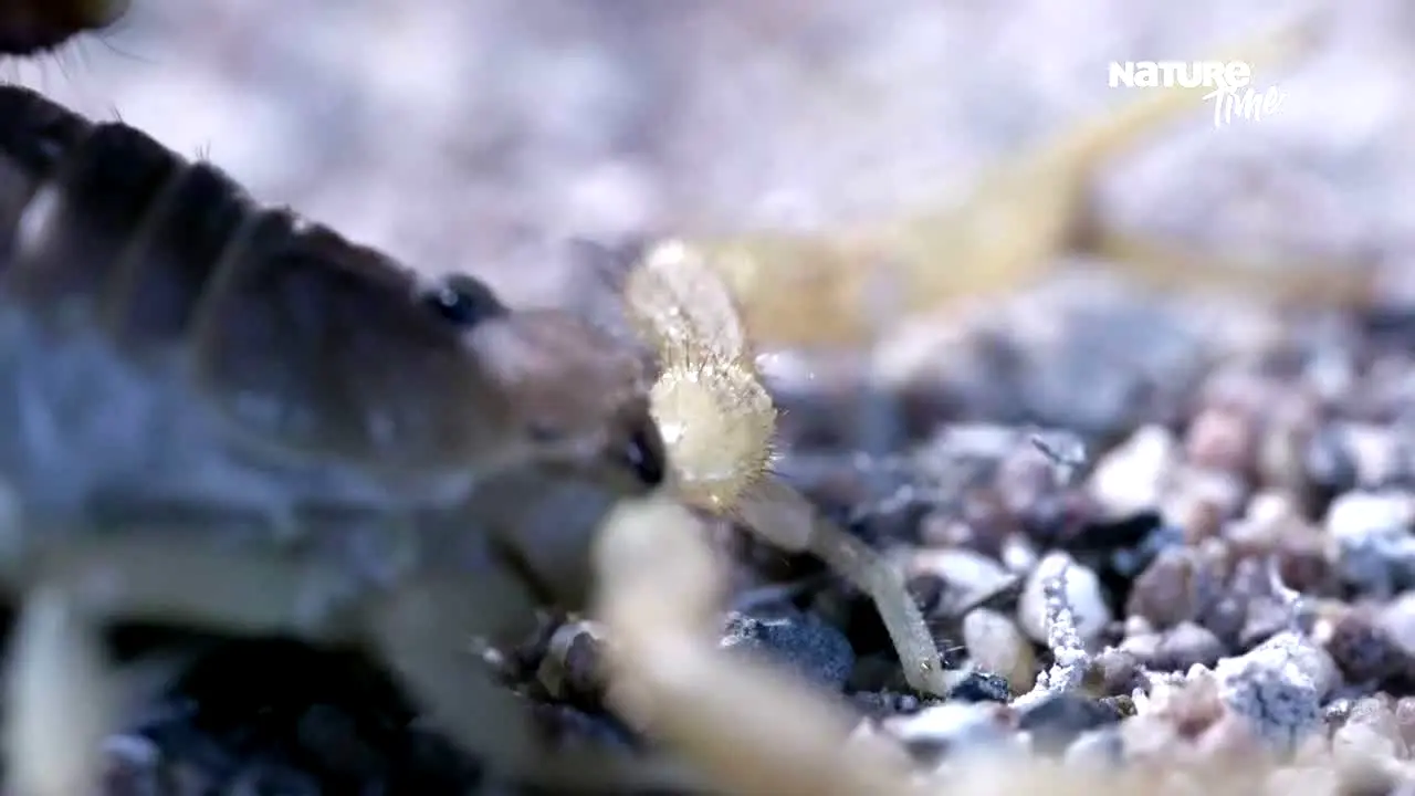 Nature Time live