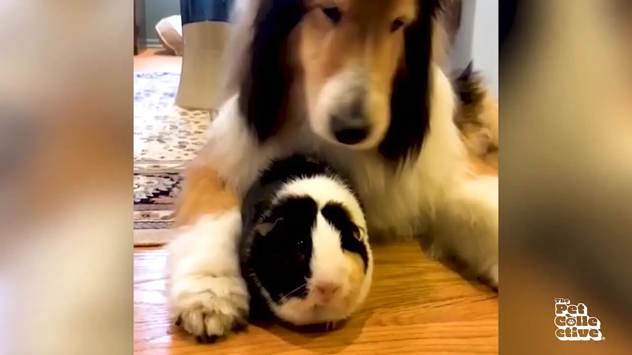 The Pet Collective live