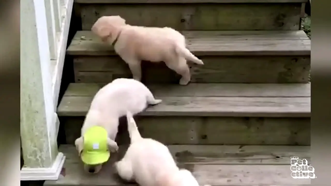 The Pet Collective in diretta