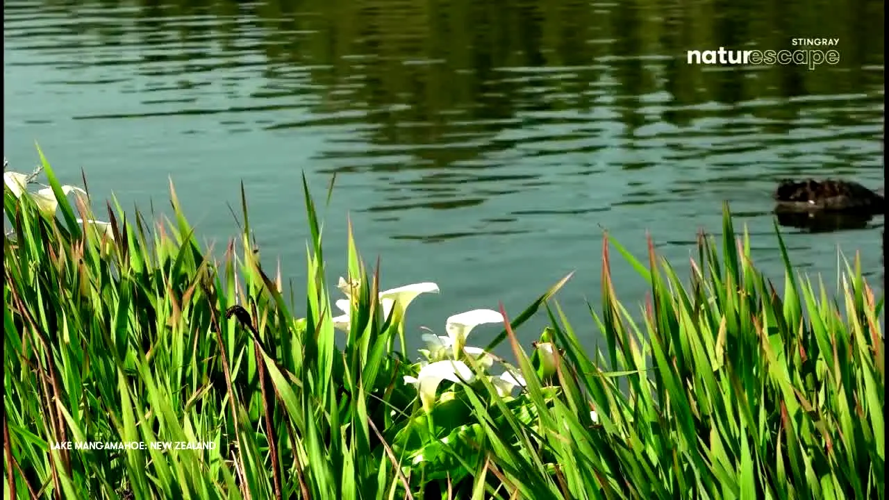 Stingray Naturescape en direct