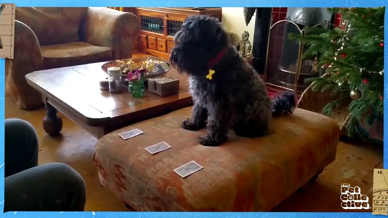 The Pet Collective in diretta
