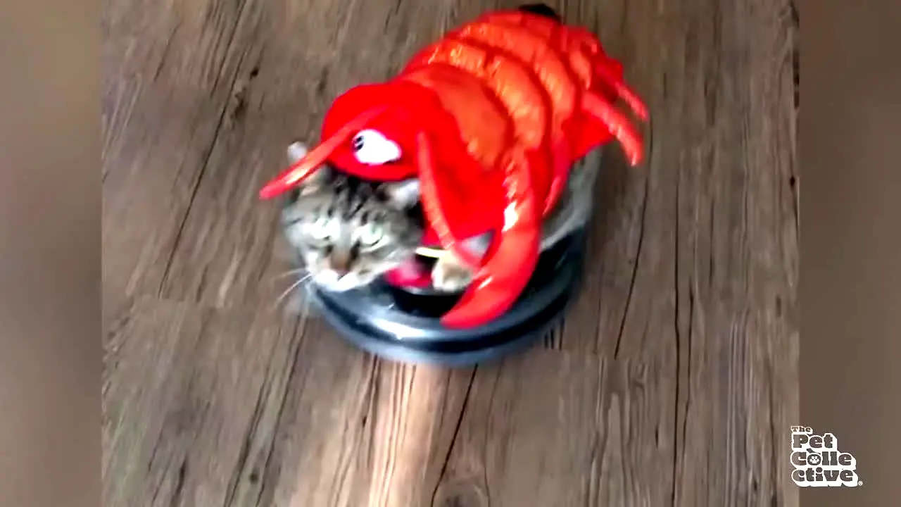 The Pet Collective live