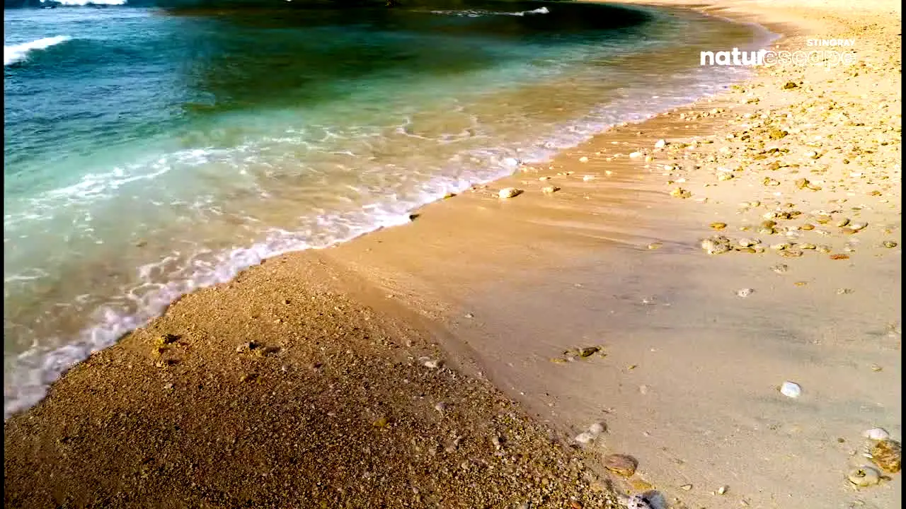 Stingray Naturescape en vivo