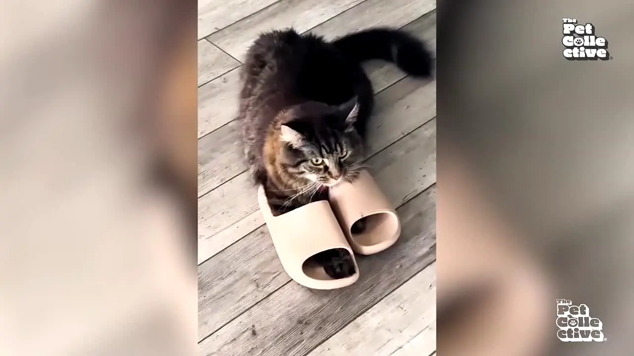 The Pet Collective live