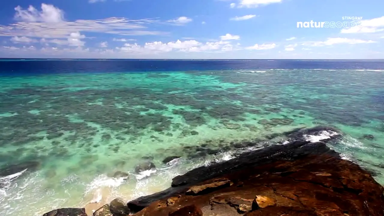Stingray Naturescape ao vivo