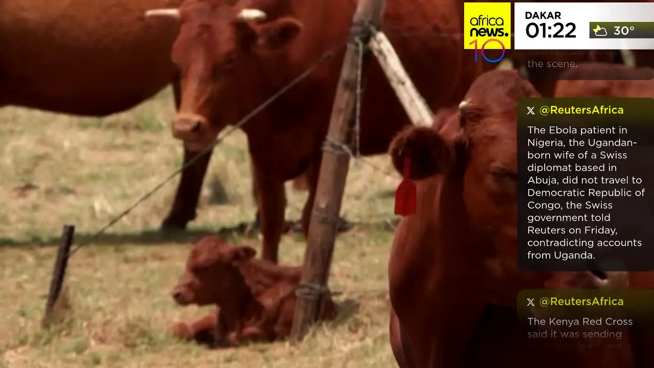 Africanews na żywo