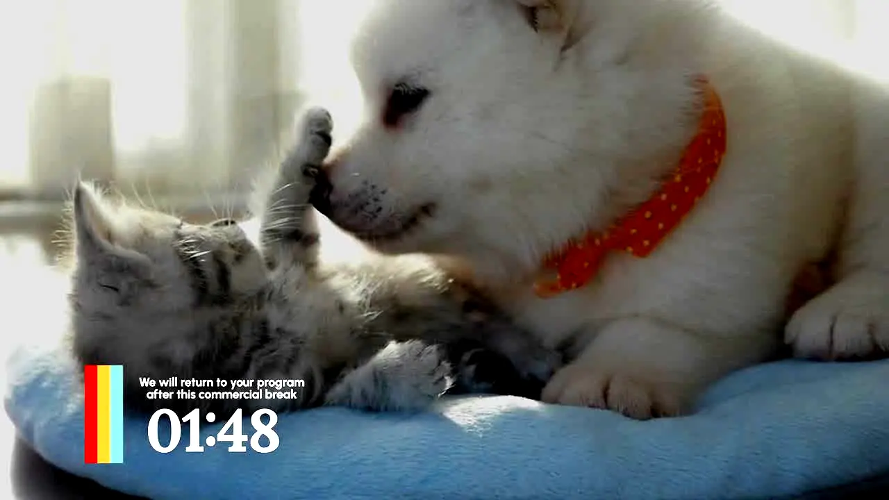 Love Pets na żywo