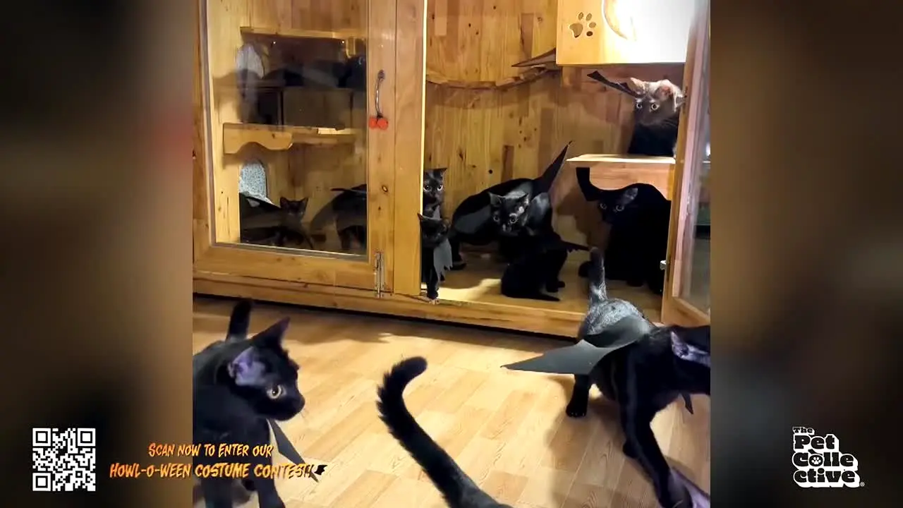The Pet Collective live