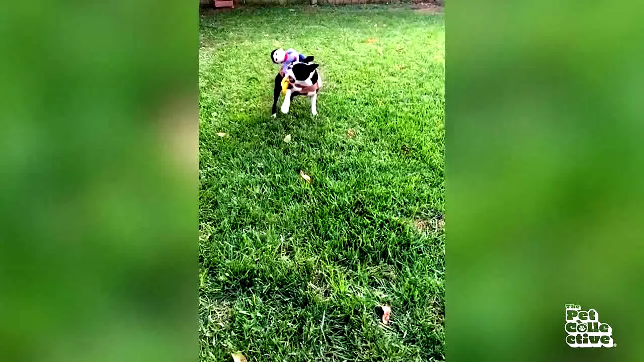The Pet Collective live