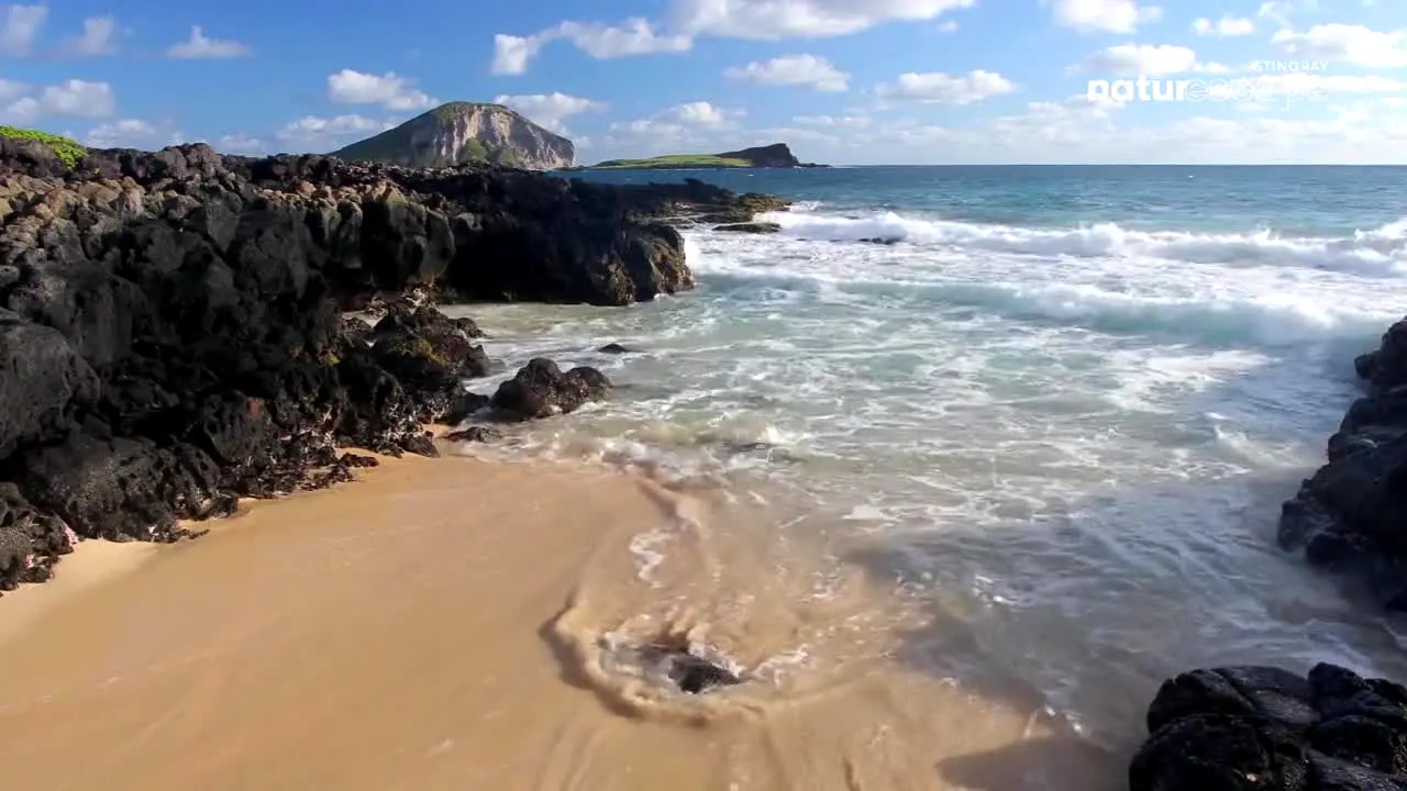 Stingray Naturescape ao vivo