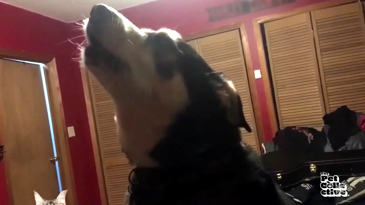 The Pet Collective live