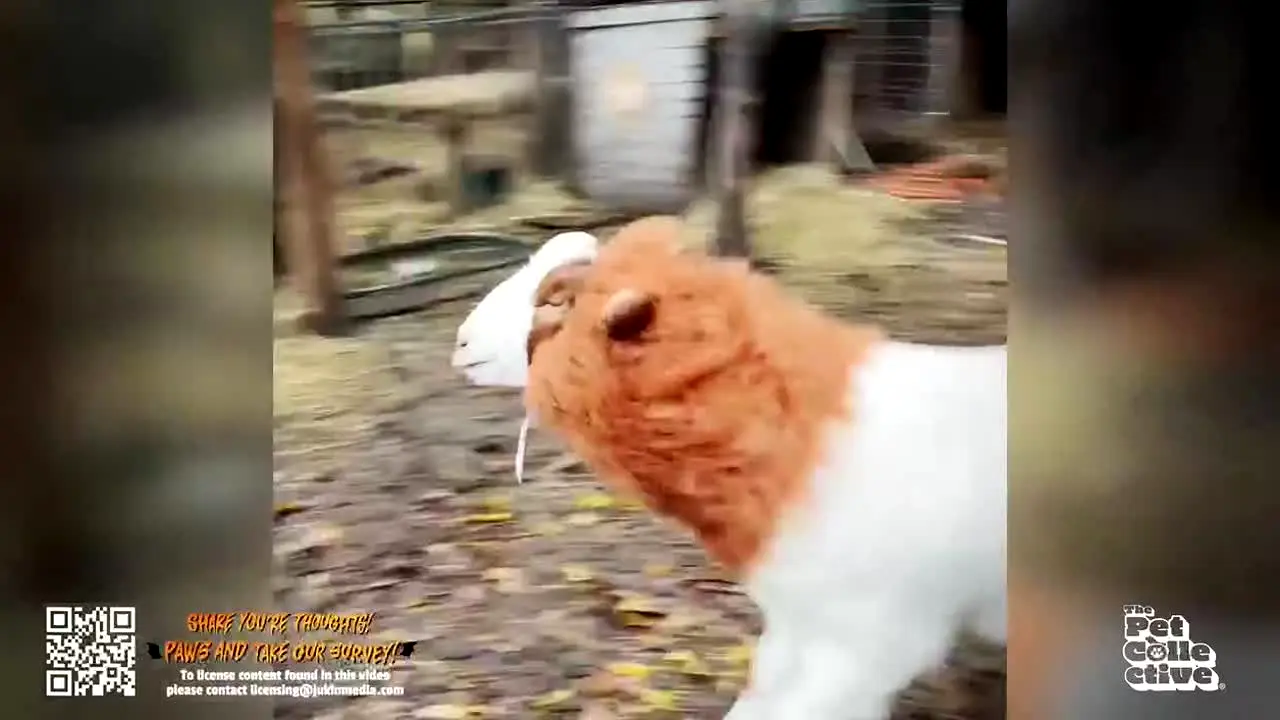The Pet Collective in diretta