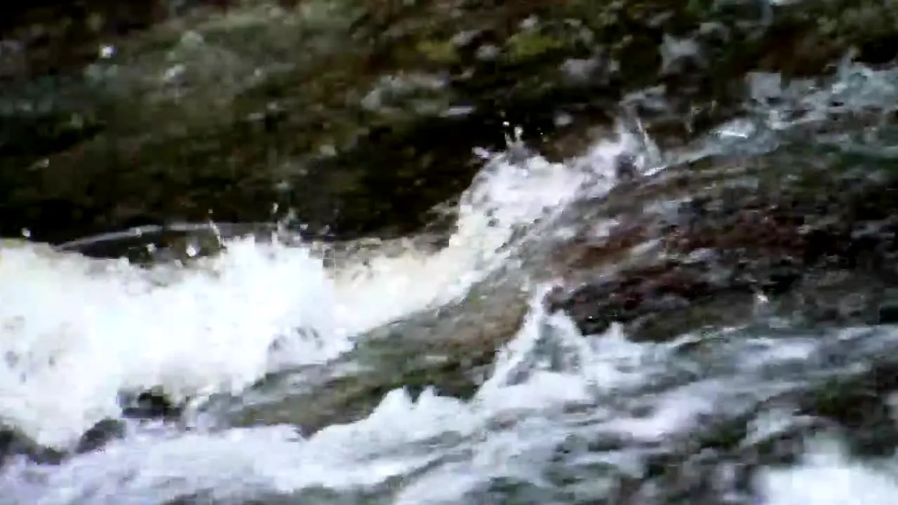 Real Wild in diretta