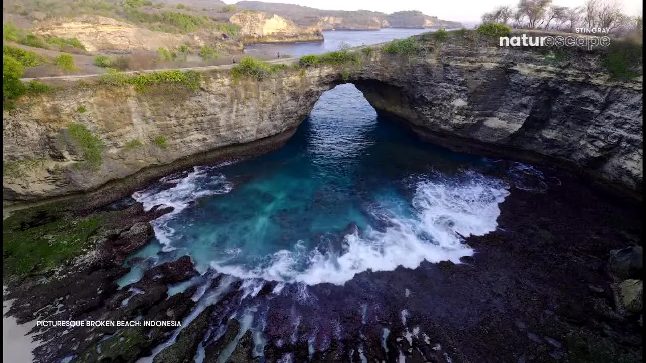 Stingray Naturescape na żywo