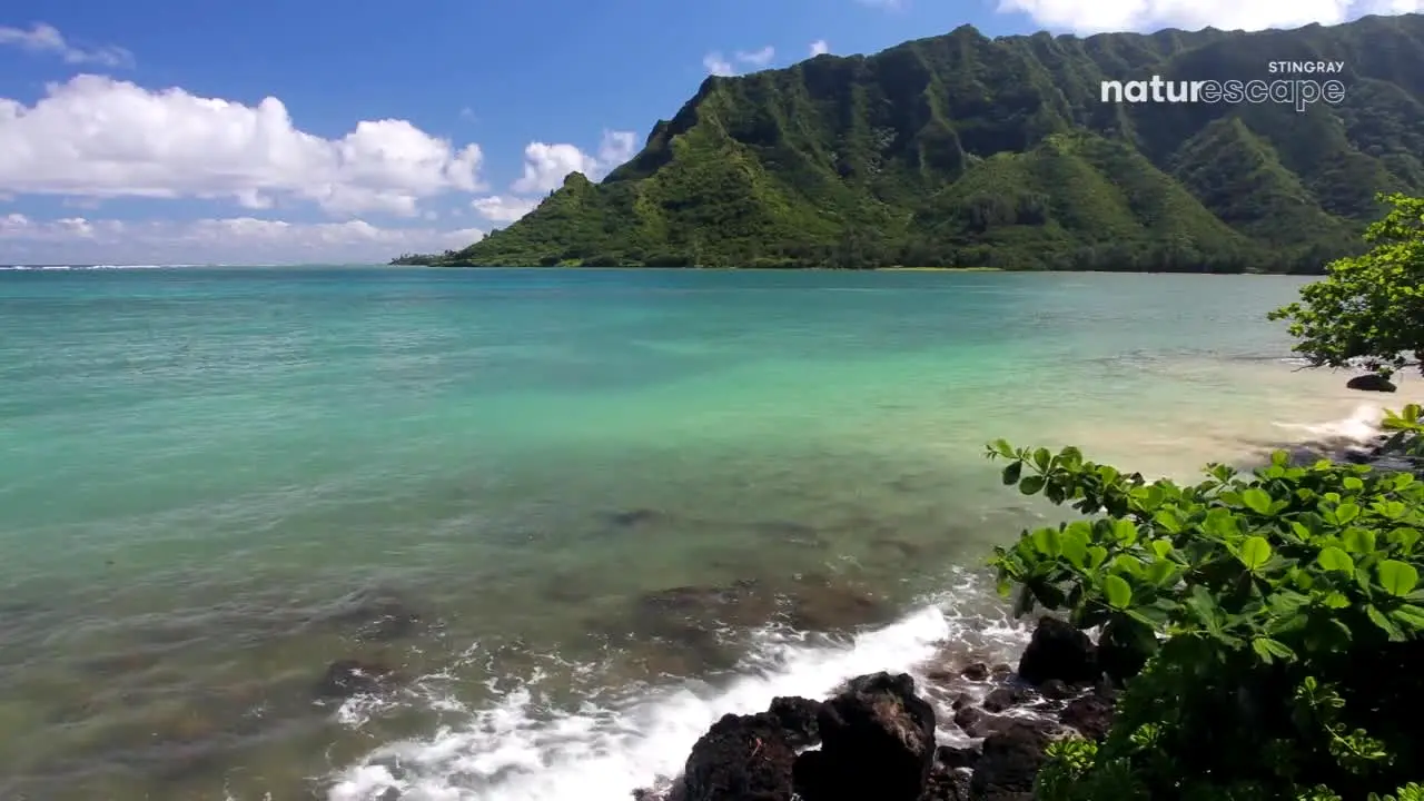 Stingray Naturescape en vivo