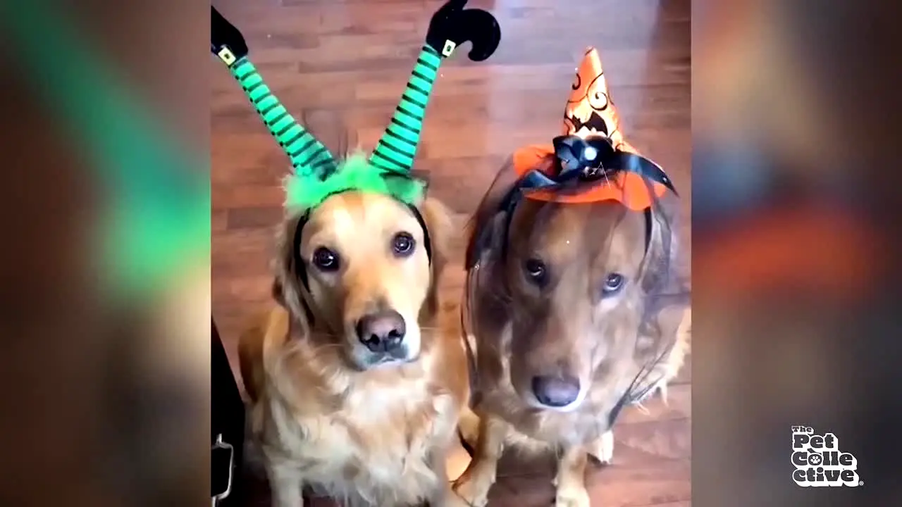 The Pet Collective live