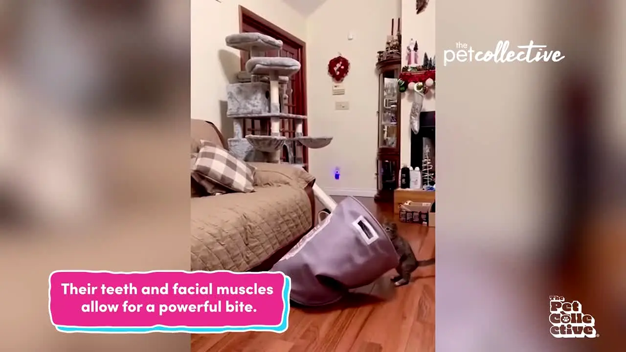 The Pet Collective in diretta