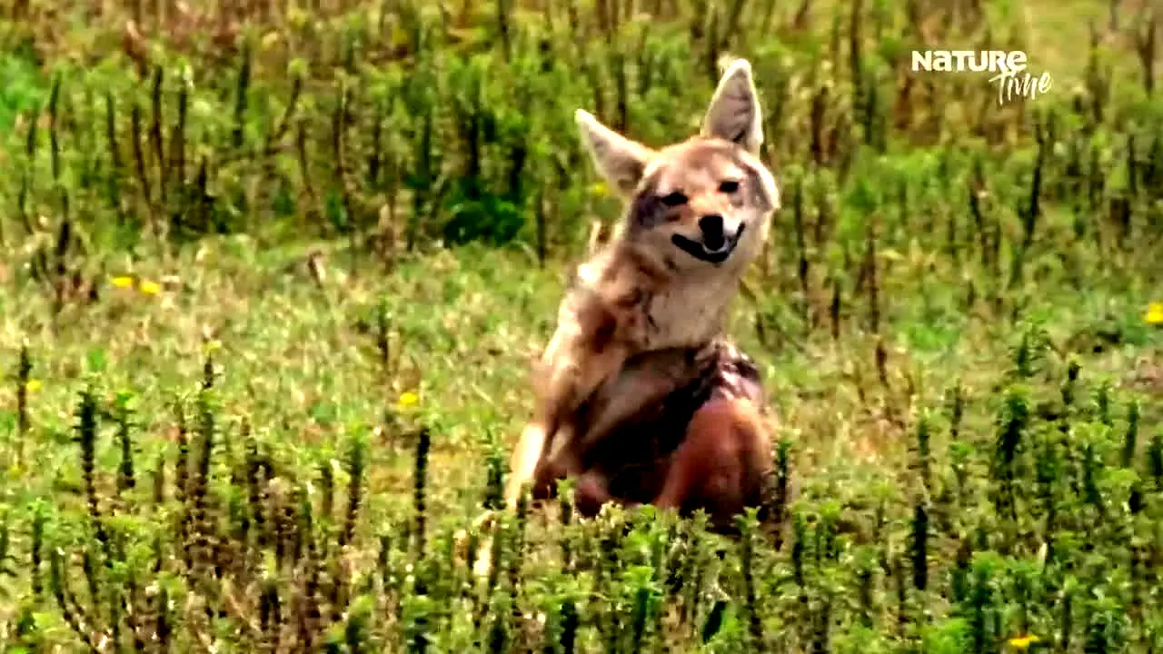 Nature Time — прямой эфир