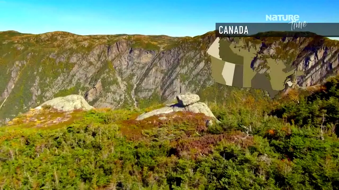 Nature Time en direct