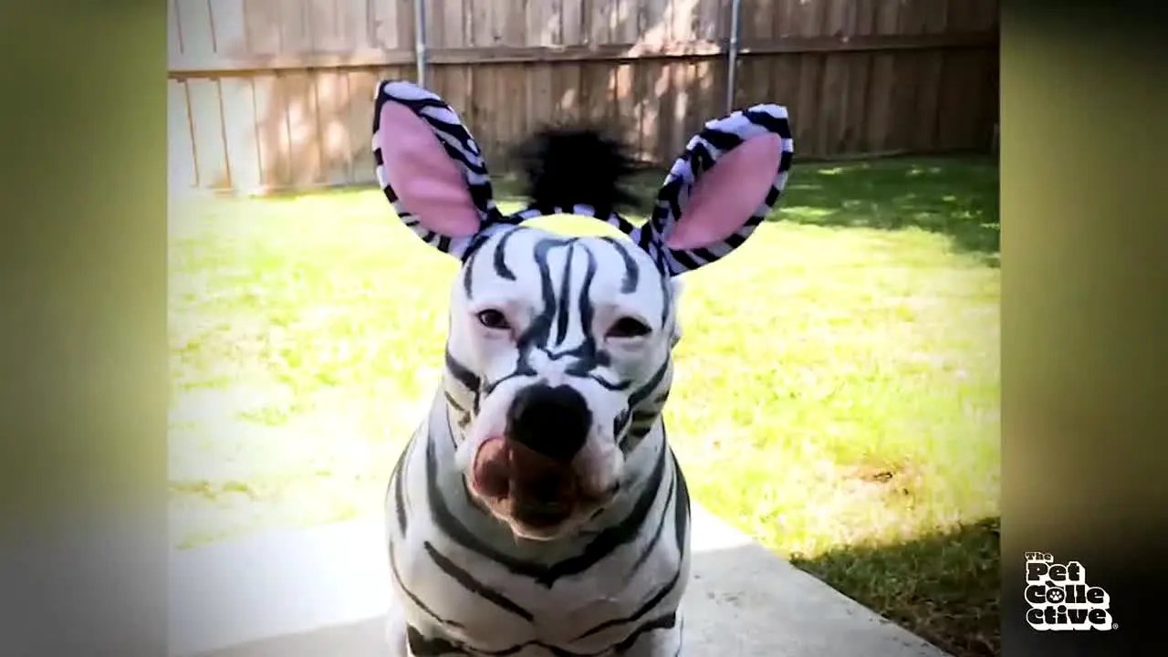 The Pet Collective live