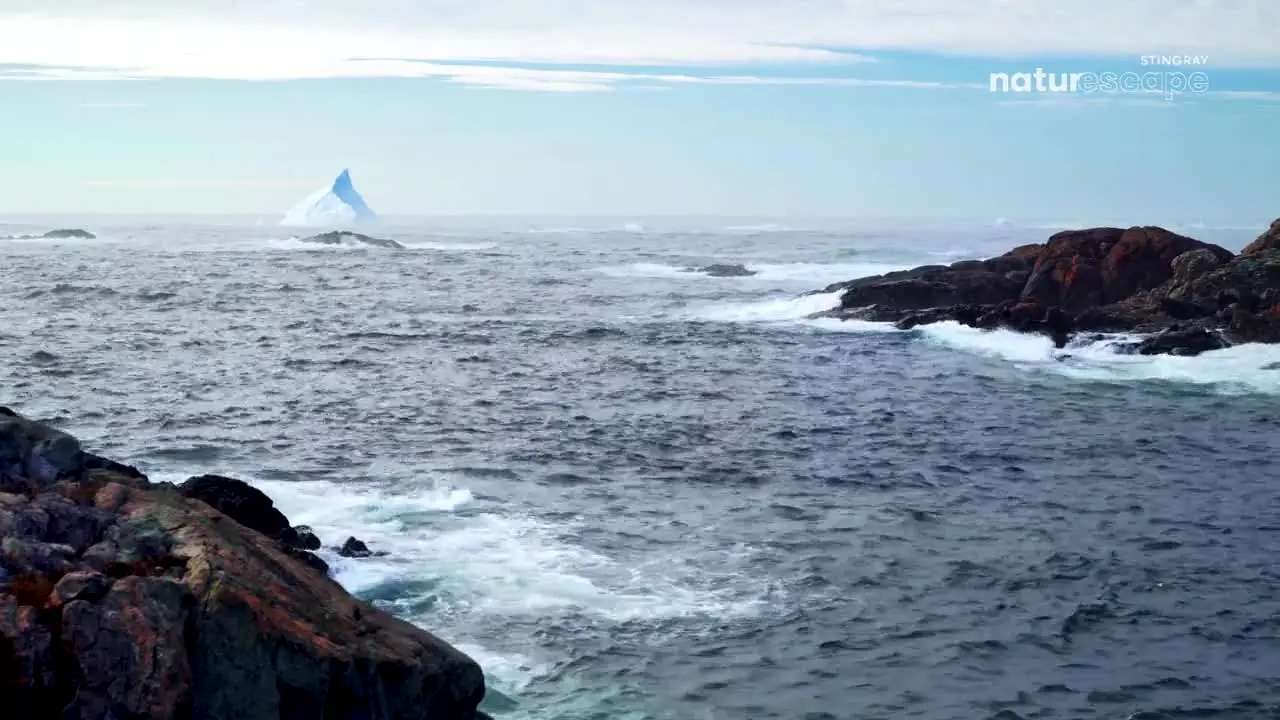 Stingray Naturescape en vivo