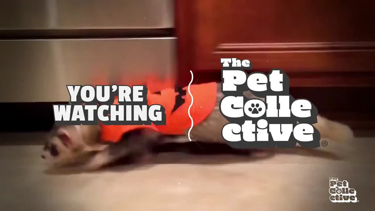 The Pet Collective live