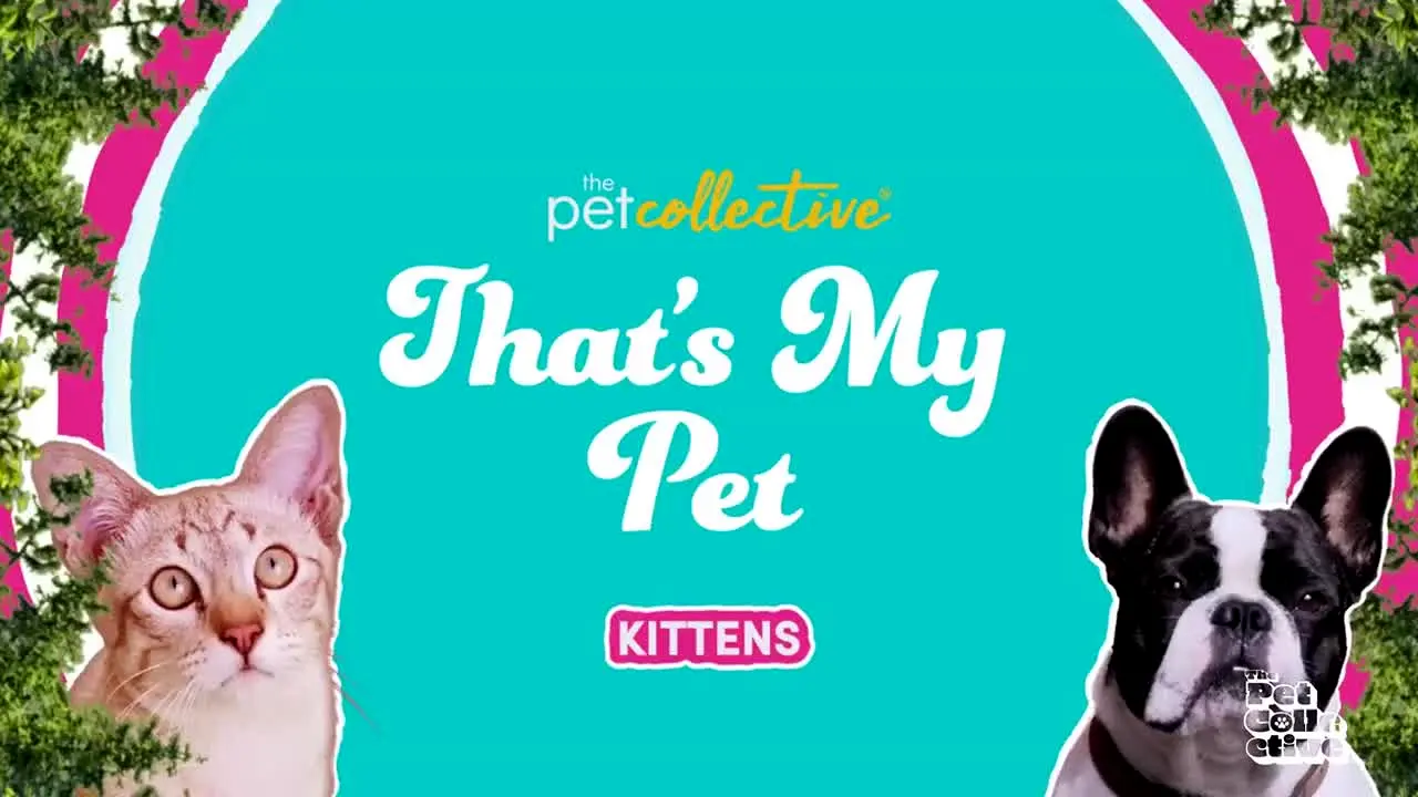 The Pet Collective live