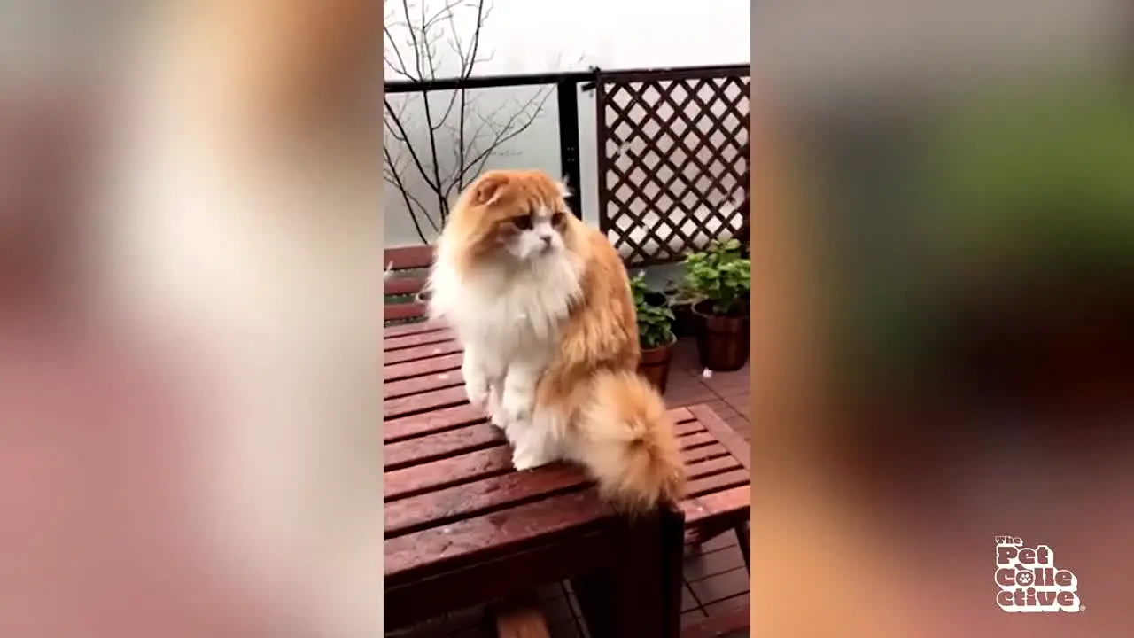 The Pet Collective live